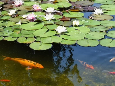 fish-garden-pond