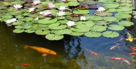 fish-garden-pond
