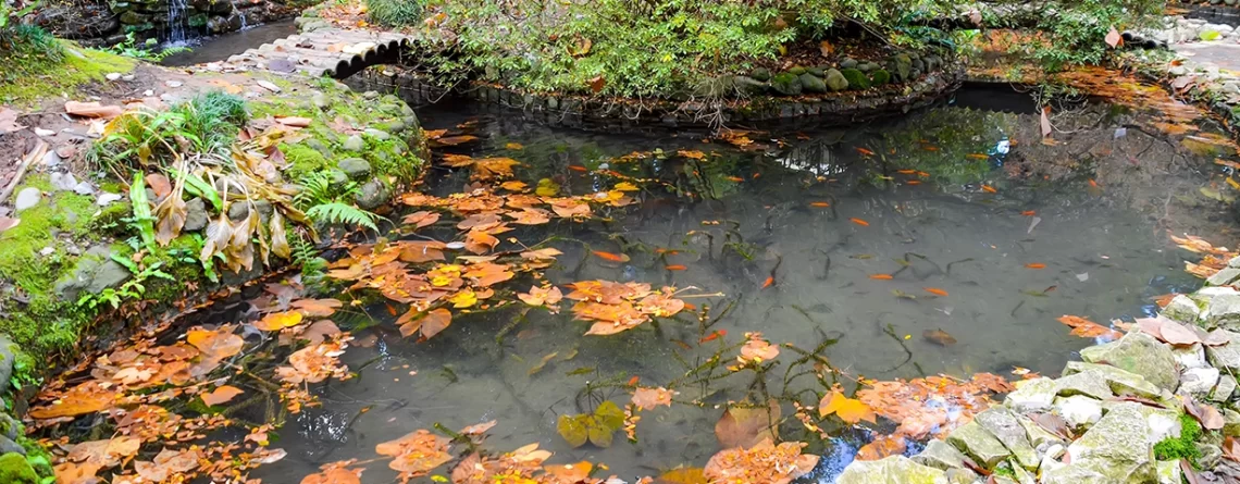 pond-can-you-have-too-much-oxygen