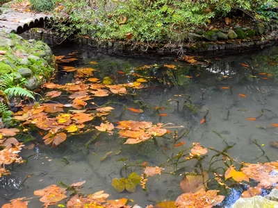 pond-can-you-have-too-much-oxygen