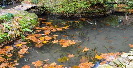 pond-can-you-have-too-much-oxygen