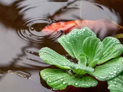 pond-supplies-koi-water-garden