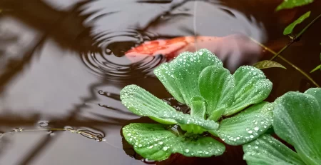 pond-supplies-koi-water-garden